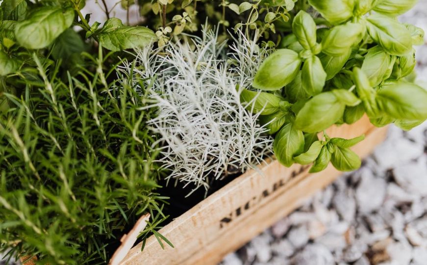 Lako uzgojive začinske biljke koje čine čuda za vaše zdravlje, a jedna se posebno ističe