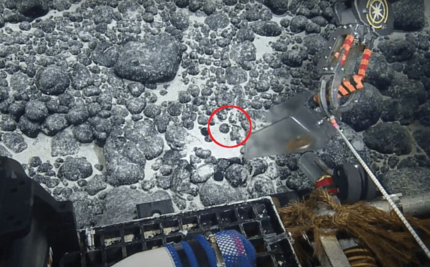 Naučnici na dnu okeana otkrili dio zastrašujućeg morskog bića: Ostali su iznenađeni