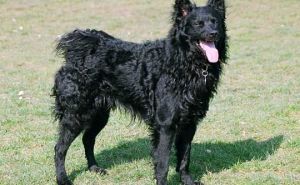 Uhapšeni osumnjičeni za zvjerstvo koje je uznemirilo BiH: Iz puške ubili vlasničkog psa