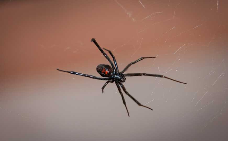 Plašite se paukova? Uz ovih pet trikova nikada ih više nećete vidjeti u svojoj kući