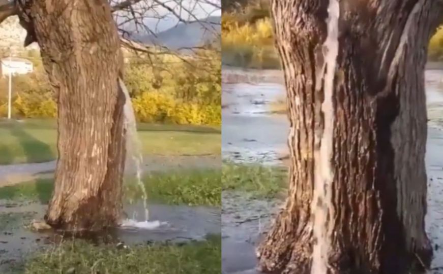 Fenomen u Crnoj Gori: Iz ovog drveta izvire voda, evo kako je to moguće