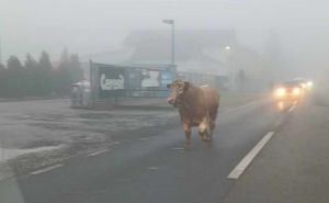 Nesvakidašnja scena na putu u Hrvatskoj: Oprez, bik na cesti