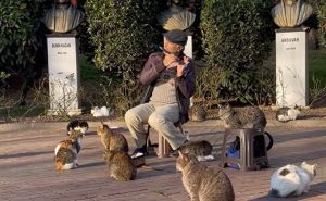 Priča koja uvijek ugrije naša srca: Pogledajte koliko Istanbul voli svoje mačke
