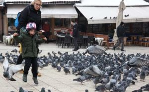 Poletjela golubica sa Baščaršije: Razglednice iz srca Sarajeva