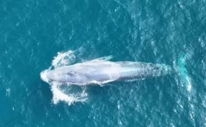 Najrjeđi kit na svijetu snimljen tek drugi put u historiji