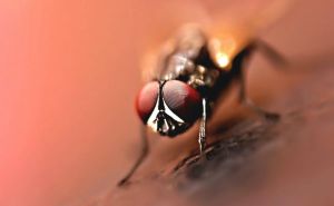 Pogledajte šta muhe rade vašoj hrani kada slete na nju: Mnogi ostali zgroženi