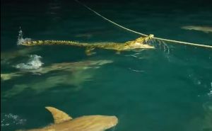 VIDEO pogledali milioni: Šta se desi kada ajkule u moru okruže - krokodila