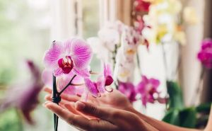 Potopite ovu namirnicu u vodu i time zalijevajte orhideju: Cvjetaće bolje i ljepše nego ikada