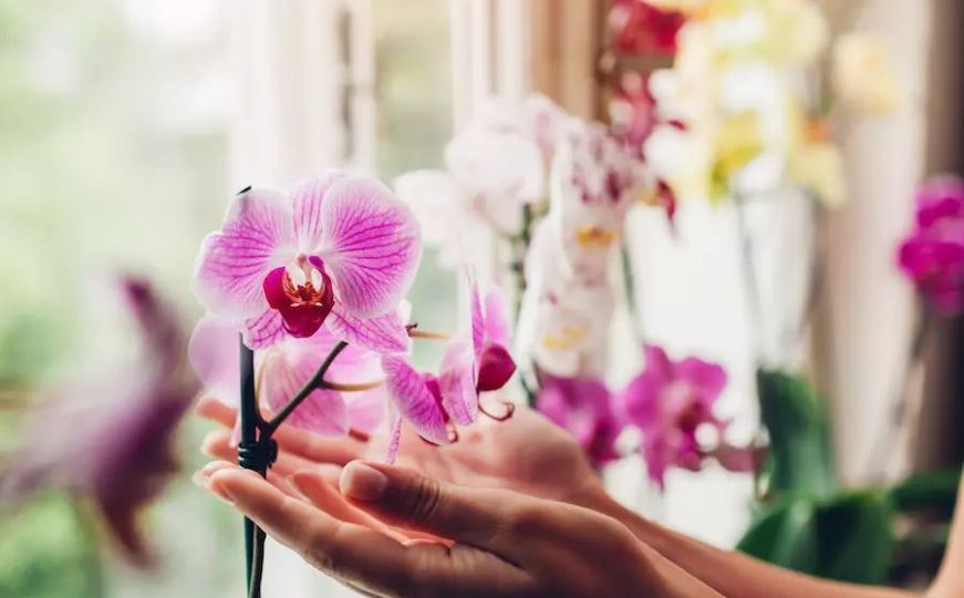 Potopite ovu namirnicu u vodu i time zalijevajte orhideju: Cvjetaće bolje i ljepše nego ikada