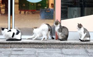 Hladne šapice i gladne njuškice: Mačke iz metropole i ne - nije u pitanju Istanbul