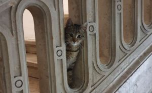 Upoznajte Bimbu, šarmantnu mačku koja čuva Umjetničku galeriju BiH