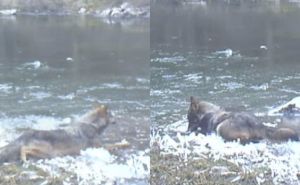 Ovo morate vidjeti: Kamera uhvatila vuka koji se igra u zaleđenoj lokvi na Velebitu