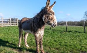 Veterinari spasili život bolesnom magarcu tako što su mu dali 24 litra kole
