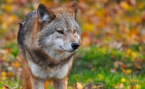 Više od 300 lovaca u Tesliću lovilo vuka - on uspio pobjeći