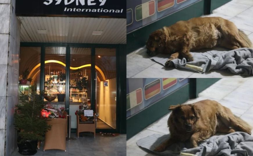 Tužni prizori iz Tuzle: Pas kojeg je hranila Amra nepomično leži ispred kafića u kojem je ubijena
