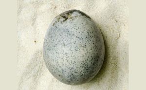 Naučnici otkrili jaje staro 1.700 godina: Zaprepastili se kada su saznali jednu stvar