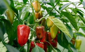 Najbolja prihrana za paprike: Zalijte mlade sadnice ovim rastvorom i "rađat će" kao lude