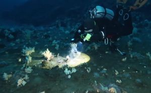 Naučnici otkrili veliku misteriju jezivog stvorenja na dnu okeana: 'Nikada nije viđeno kako to rade'