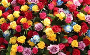 Cvijetna mozgalica: Možete li pronaći prsten među ružama za deset sekundi?
