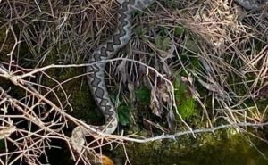 Snimljen veliki primjerak najopasnije zmije u regiji: Evo što napraviti ako vas ugrize