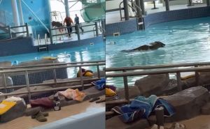 Nesvakidašnji prizor: Jelen upao u bazen, izazvao paniku među posjetiteljima
