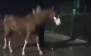 Tinejdžer pokušao ukrasti konja i sakriti ga u stanu na 3. spratu: Prijeti mu do 5 godina zatvora