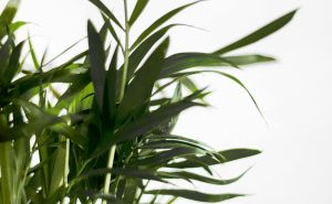 Travari tvrde: Ova samonikla biljka ‘jača‘ je i od bijelog luka