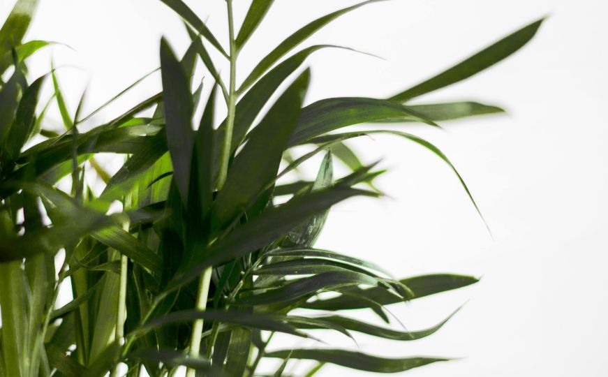 Travari tvrde: Ova samonikla biljka ‘jača‘ je i od bijelog luka