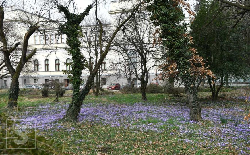 Proljeće na moje rame slijeće: Ljubičasta čarolija kod Zemaljskog muzeja Bosne i Hercegovine