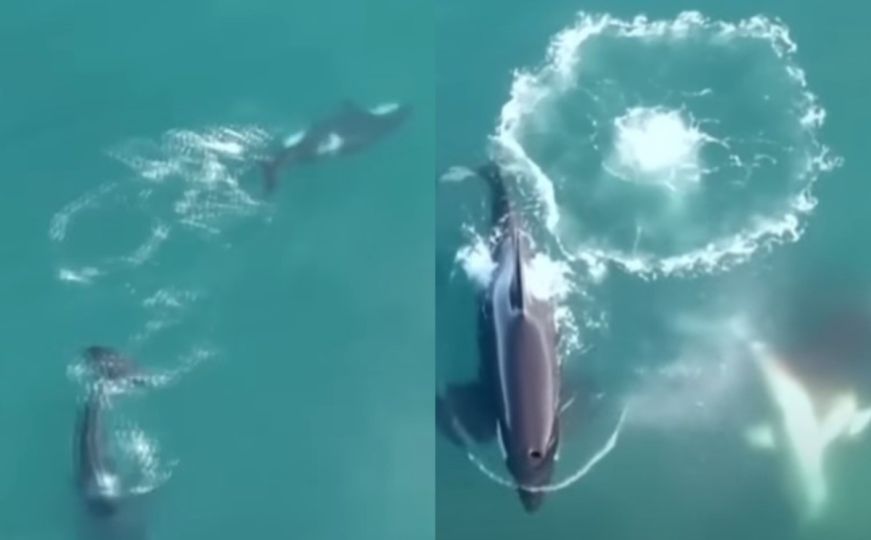 Naučnici se šokirali: Pogledajte kako je orka pojela bijelu ajkulu za manje od dvije minute