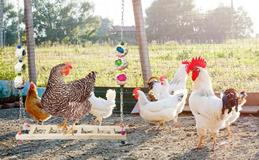 Naučnici konačno dali odgovor: Šta je starije, kokoš ili jaje?