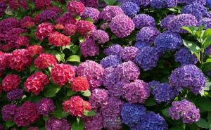 Vodič za obrezivanje hortenzija: Kako pravilno njegovati različite vrste i postići bujno cvjetanje