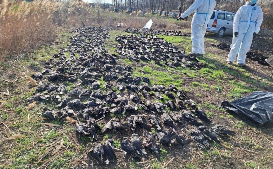 U Srbiji pronađeno više od 800 mrtvih ptica zaštićene vrste: Sumnja se na trovanje