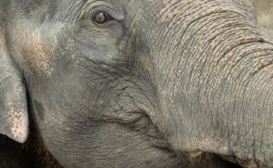 Tragično i tajanstveno: Naučnici posmatrali misteriozni pogrebni ritual slonova