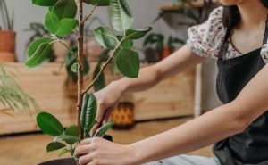 Savjet stručnjaka: Kako presaditi fikus, omiljenu sobnu biljku, u 4 jednostavna koraka?