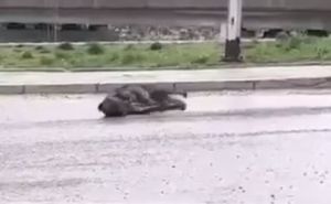 Objavljeni uznemirujući snimci: Građani prijavljuju masovno trovanje pasa u Konjicu