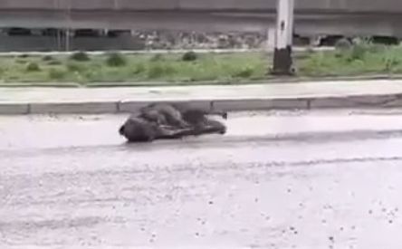 Objavljeni uznemirujući snimci: Građani prijavljuju masovno trovanje pasa u Konjicu