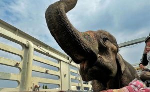 Spašena stara slonica koju su mučili 80 godina: Ono što je uradila poslije rasplakalo svijet