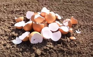 Ovo je pet načina na koje možete upotrijebiti ljuske jaja u svom vrtu