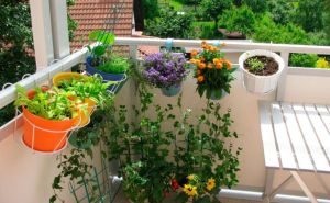 Oživite svoj balkon s cvijetnim čarolijama: Najbolje vrijeme za sadnju i savjet za njegu cvijeća
