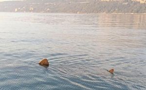 Morski pas uočen u Jadranskom moru, druga najveća riba na svijetu