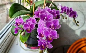 Savjeti za zalijevanje orhideja: Ključni koraci koje ljubitelji ove biljke moraju znati