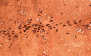 'Smrt' za mrave u kući: Ovaj proizvod će ih istjerati iz doma zauvijek