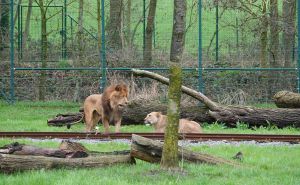 Htjeli spariti lava i lavicu, ono što je uslijedilo prestravilo je radnike zoološkog vrta