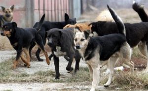 Na ulicama KS više od 6.000 napuštenih pasa: 'Mora se promijeniti svijest građana'