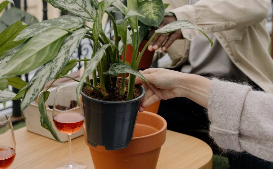 Savjeti za brigu o kućnim biljkama: Ovo je pet načina da otkrijete kada treba sipati vodu u zemlju
