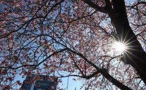 Sarajevo dočekuje proljeće: Građani uživaju u šetnji na suncu - priroda se budi