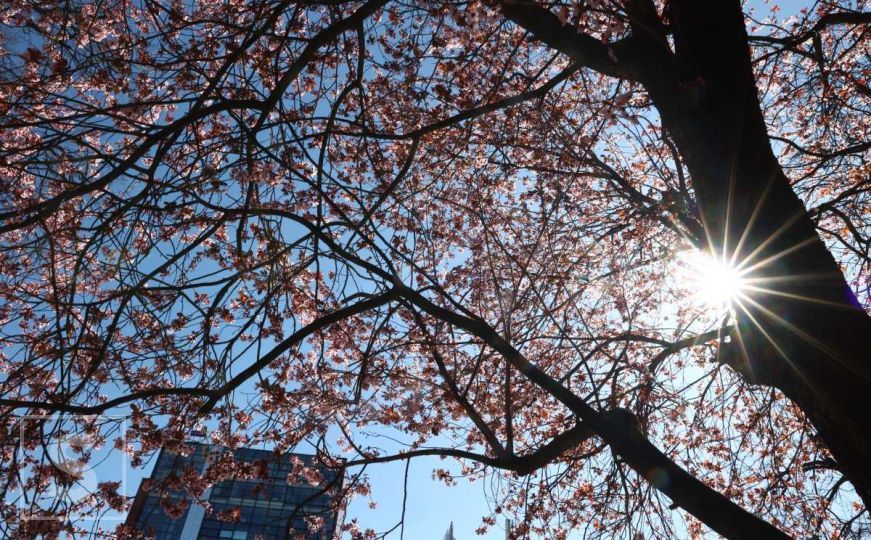 Sarajevo dočekuje proljeće: Građani uživaju u šetnji na suncu - priroda se budi