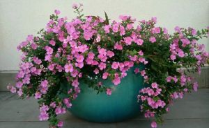 Cvjeta sve do prvog mraza: Idealna balkonska biljka koja voli društvo drugog cvijeća