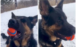 Trenerica otkrila: Kako pas gleda na igru s lopticom i zašto je nekad odbija donijet